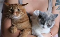 附近猫咪领养