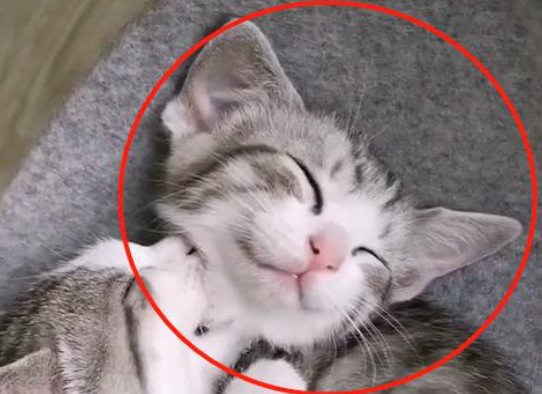 大猫咬小猫脖子是什么意思