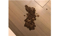 猫吃完猫粮就吐未消化的猫粮