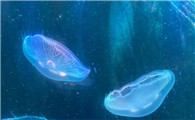 水母怎样游动