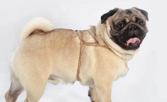 如何正确饲养巴哥犬？你学会了吗？