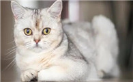 猫得猫瘟的自救方法