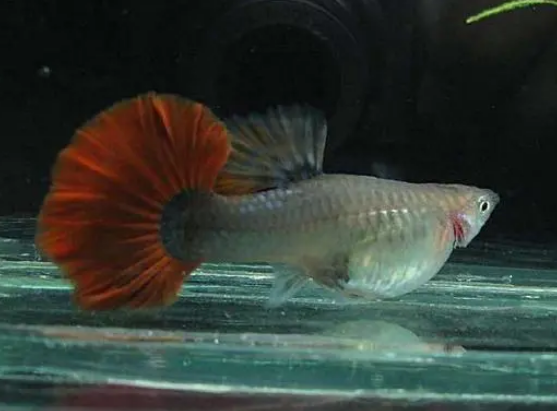 孔雀鱼的饲养关键问题在这些细节上！