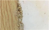 白蚁防治所待遇如何