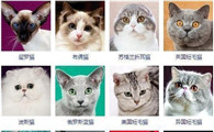 猫的品种介绍及图片