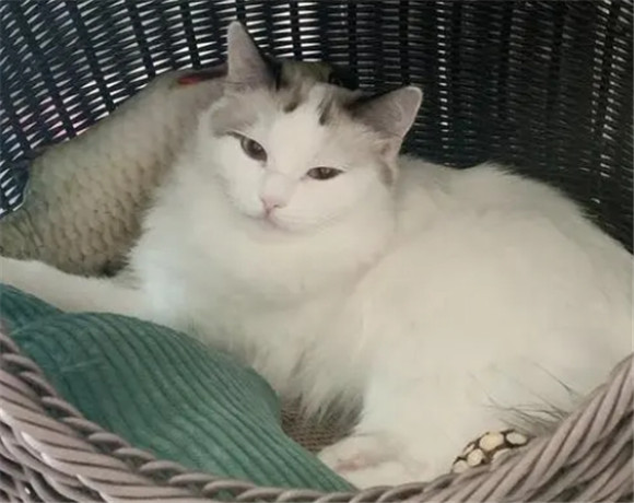 房间里有猫臭味怎么去除 房间里有猫臭味怎么去除
