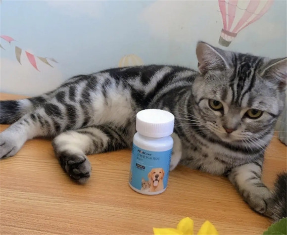 派迪诺猫咪吃了有用吗 派迪诺猫咪吃了有用吗