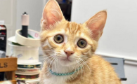 猫传染性腹膜炎