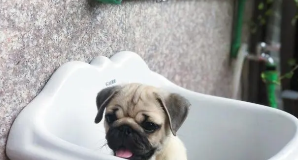 夏天饲养巴哥犬，一定要做好这几点，不然狗狗会中暑