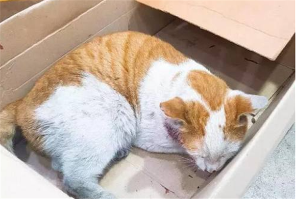 猫吃老鼠药怎么办?简单的方法