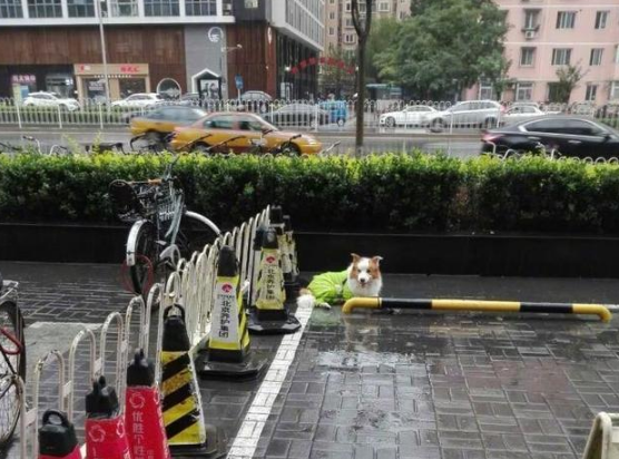 狗狗在门口淋雨等主人，路人小姐姐帮忙打伞遮雨...超暖的一幕！ 