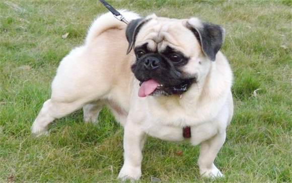 巴哥犬怎么训练