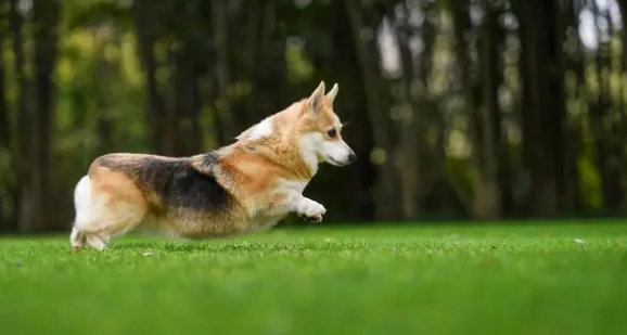 柯基：一种充满活力与忠诚的小型犬