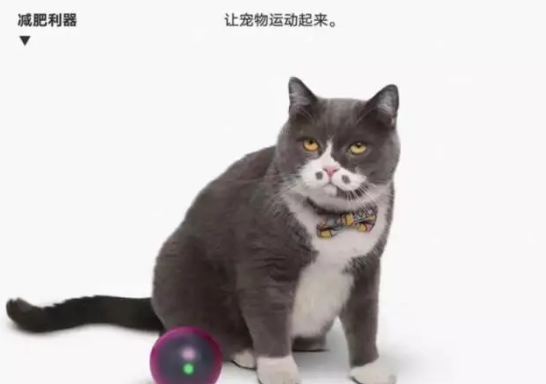 宠物市场井喷,PIDAN品牌引领高品质消费潮流 宠物市场井喷,PIDAN品牌引领高品质消费潮流