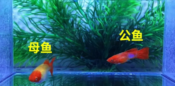 孔雀鱼的公母怎么区分呢? 孔雀鱼的公母怎么区分呢?