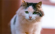 猫低沉呜呜像发怒
