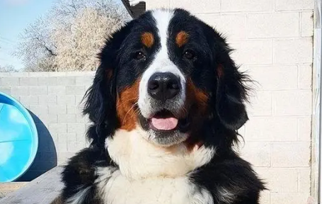 伯恩山犬:萌宠界的新宠,养过就不想换! 伯恩山犬:萌宠界的新宠,养过就不想换!