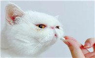 纯白色短毛猫咪是什么品种