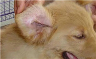 犬瘟狗一直叫是什么症状