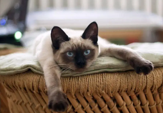 最美猫咪排行榜，第一名不接受反驳
