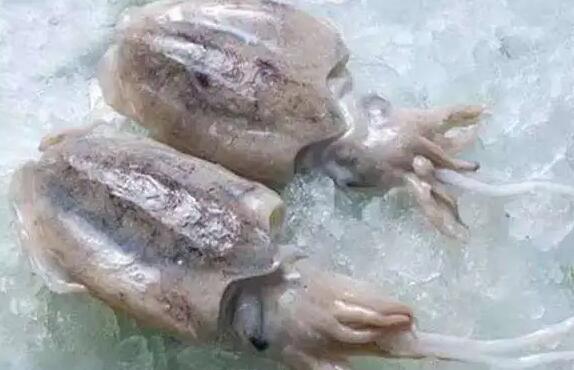 墨鱼为什么叫乌贼