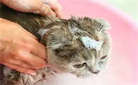 对猫咪过敏怎么办