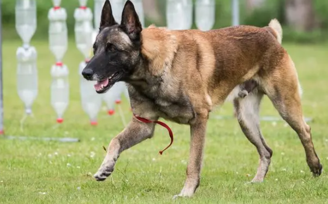  马犬怎么挑选？独家揭秘！