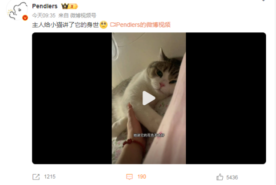 揭秘！小猫身世大公开，主人深情讲述引泪目