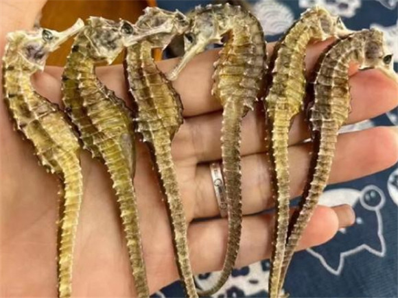 海马价钱是多少钱一克 海马价钱是多少钱一克