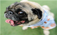 你知道八哥犬是哪国的犬种吗？