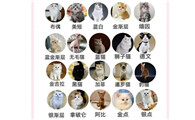 猫的资料种类图片及名称