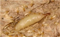 白蚁怎么长出来的