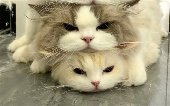 猫吃老鼠吗 猫吃老鼠吗
