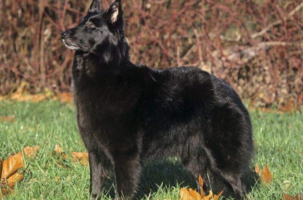 纯种比利时牧羊犬多少钱一只 纯种比利时牧羊犬多少钱一只