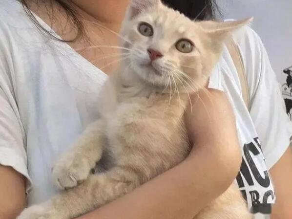 独居养猫的单身女人什么性格 独居养猫的单身女人什么性格