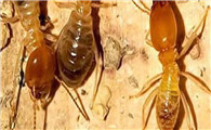 吉安市白蚁防治所电话