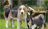 比格犬训练方法和技巧分享!