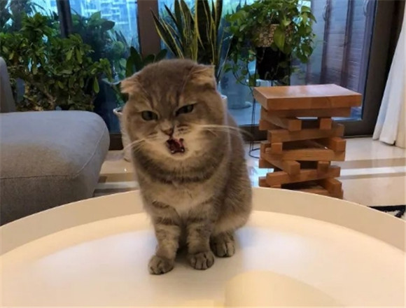 猫的脾气性格