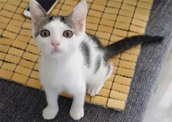 四个月的小猫应该有多重