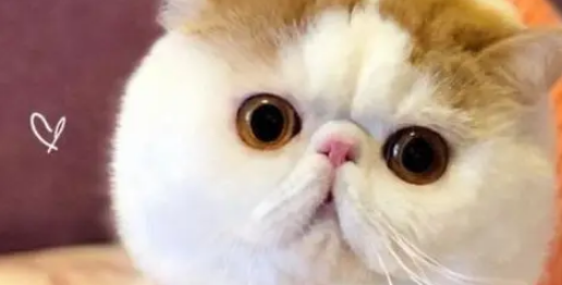 新手买猫要三思后行,这五种猫很容易被抛弃! 新手买猫要三思后行,这五种猫很容易被抛弃!