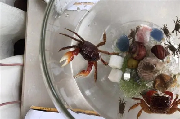 鱼缸里养辣椒蟹