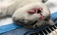 公猫要绝育吗