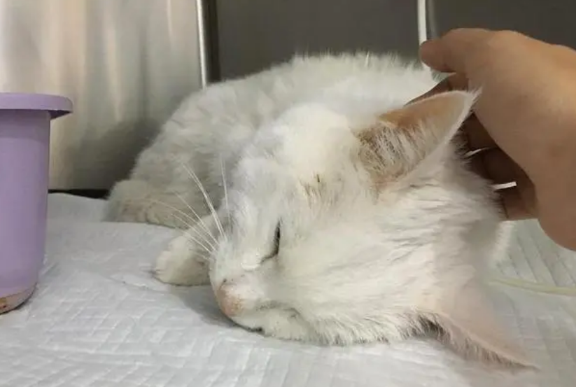 猫传腹是什么
