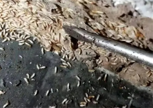杀白蚁要多少 杀白蚁要多少
