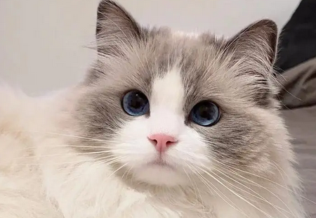 刚生小猫的母猫吃什么产奶