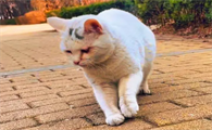 猫的脚在颤抖是怎么回事
