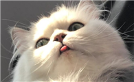 猫的外形特点和生活特征