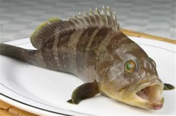 石斑鱼怎么红烧 石斑鱼怎么红烧