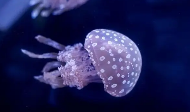 水母是动物吗 水母是动物吗