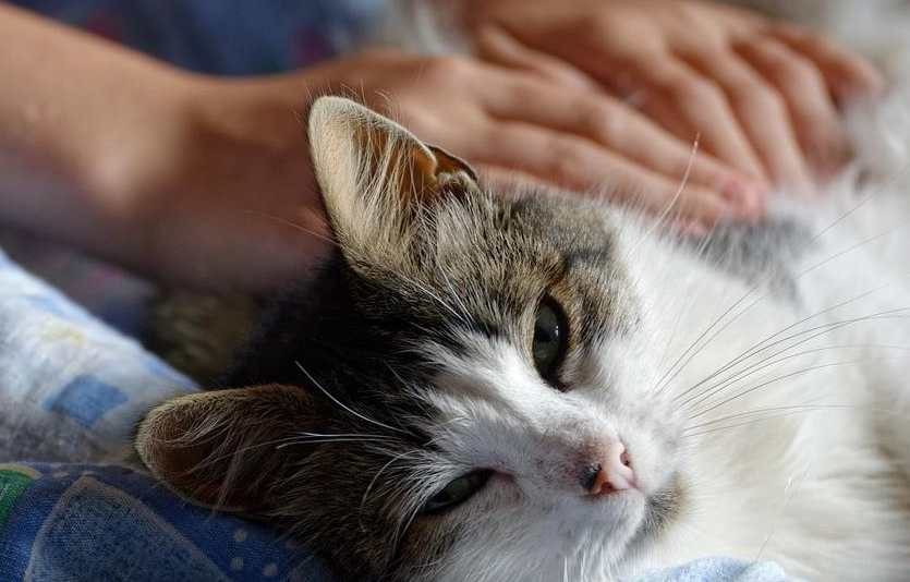 猫的背脊为什么不能捏